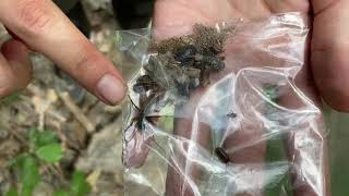 BEMP Arthropod Pitfall Trapping