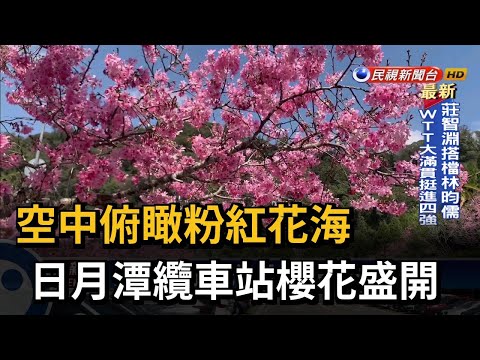 空中俯瞰粉紅花海 日月潭纜車站櫻花盛開－民視新聞