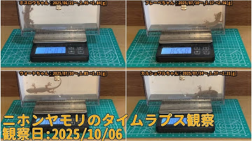 【Memorandum】 2025年10月05日 RPi-Cam-Web-Interfaceを用いたニホンヤモリのTimelapse観察