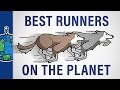 Sled Dogs and Energy Management