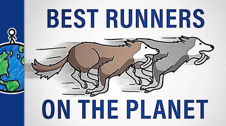 Why Don't Sled Dogs Ever Get Tired? - DayDayNews
