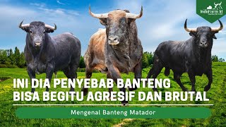 Banteng Galak Sekali Penyebab Banteng Spanyol Sangat Galak Dan Agresif