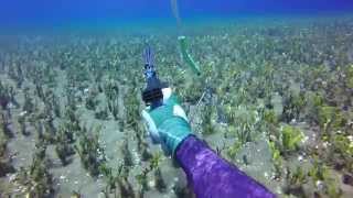 Download lagu Maui Spearfishing: KauKau Divahz