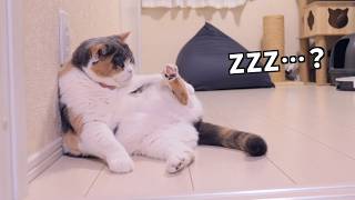 Wait, is she actually asleep? lol My calico cat Miu-chan just
