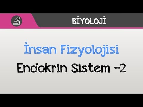 İnsan Fizyolojisi - Endokrin Sistem -2