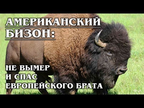 АМЕРИКАНСКИЙ БИЗОН: Чуть не вымер сам, но спас европейского зубра | Факты про бизонов и зубров