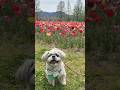 犬も楽しいブルーメの丘【カオス】