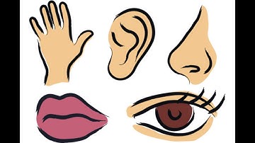 Class IV EVS Online Lesson Making Sense