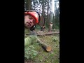 ДИКИЙ ВАЛЬЩИК HOLZFÄLLER WOOD FELLER