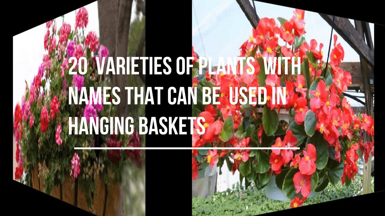 TOP 20 LOW MAINTENANCE PLANTS,  FOR OUTDOORS 