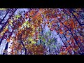 Очень красивое релакс видео Краски осени Very beautiful relax video autumn colors