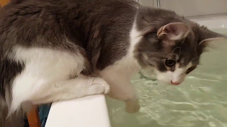Cat Takes A Bath Sonic The Amazing Cat Diving Or Falling Into Bathtub ... The Horror Pet Fail