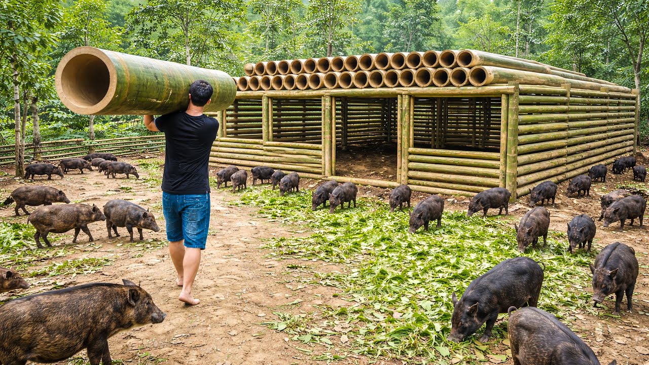 Man Builds Massive Bamboo Pig Pen by Hand for His Wild Boar Farm in the Jungle | Start to Finish