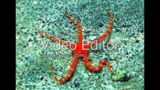 Marine Science Project Phylum Echinodermata 1