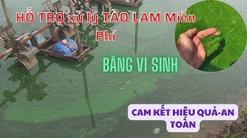 HƯỚNG MỚI VỀ CÁCH XỬ LÝ CÁC LOẠI TẢO ĐỘC "TẢO XANH, TẢO LAM, TẢO ĐỎ, TẢO GIÁP" KHI NUÔI TÔM CÁ