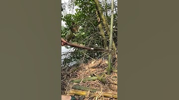 Tôi làm con dao quắm phát rẫy bằng thép nòng pháo chặt cây tre già như chặt chuối vậy thật hiếm có