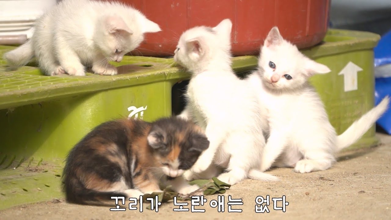 동글이와 빨리 친해져야 하는 이유가 있다