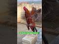My Rooster Have Eagle Feathers🦅#shortvideo #rooster #viralvideo #birds #youtubeshorts