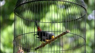 Jalak rio rio KONSLET