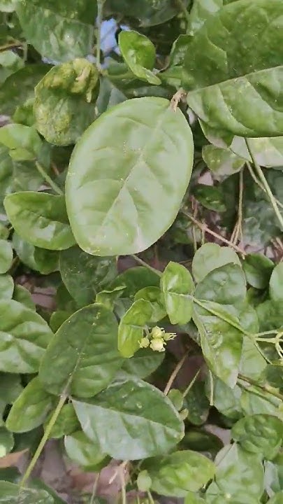 bela-ka-phool-youtube