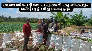 Download Lagu ബീറ്റ്റൂട്ട് കൃഷി പാടങ്ങൾ | beetroot farming gundlupet | #vegetablemarket #gundlupete #gundlupet MP3