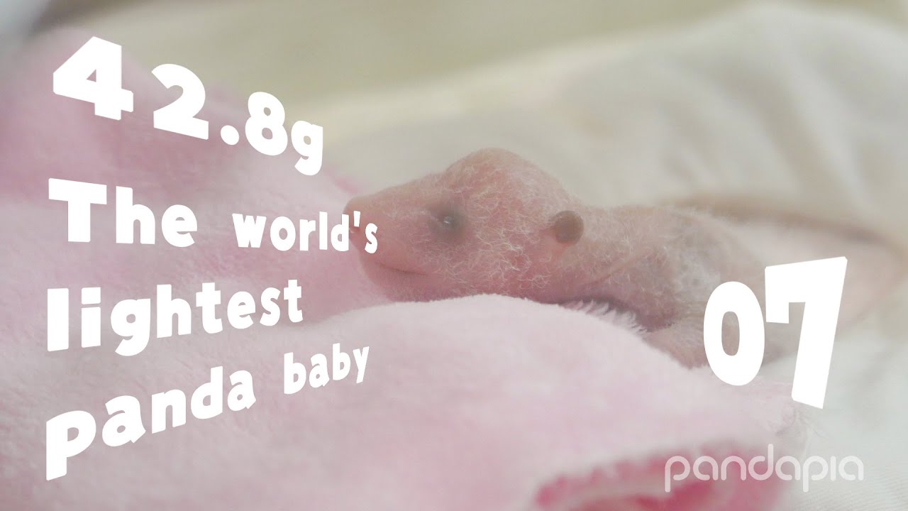 naturaleza definicion The world's lightest panda baby was born, weighing only 42.8g! 【07】