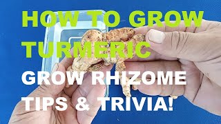 HOW TO GROW TURMERIC | HOW TO GROW GINGER | HOW TO GROW RHIZOMES | TIPS AND TRIVIA | EASY GROW