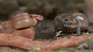 Download Lagu [FULL] Si Tukang LOmpat Jago Menggelembung | SI OTAN (14/04/21) MP3