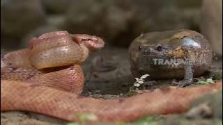 [FULL] Si Tukang LOmpat Jago Menggelembung | SI OTAN (14/04/21)