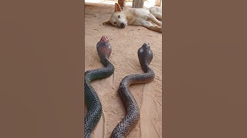 Super viral video and funny, animals amazing #shorts#viralvideo#funny#animals