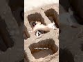 لماذا كان ي ضح ى بالبشر بعد موت الفرعون