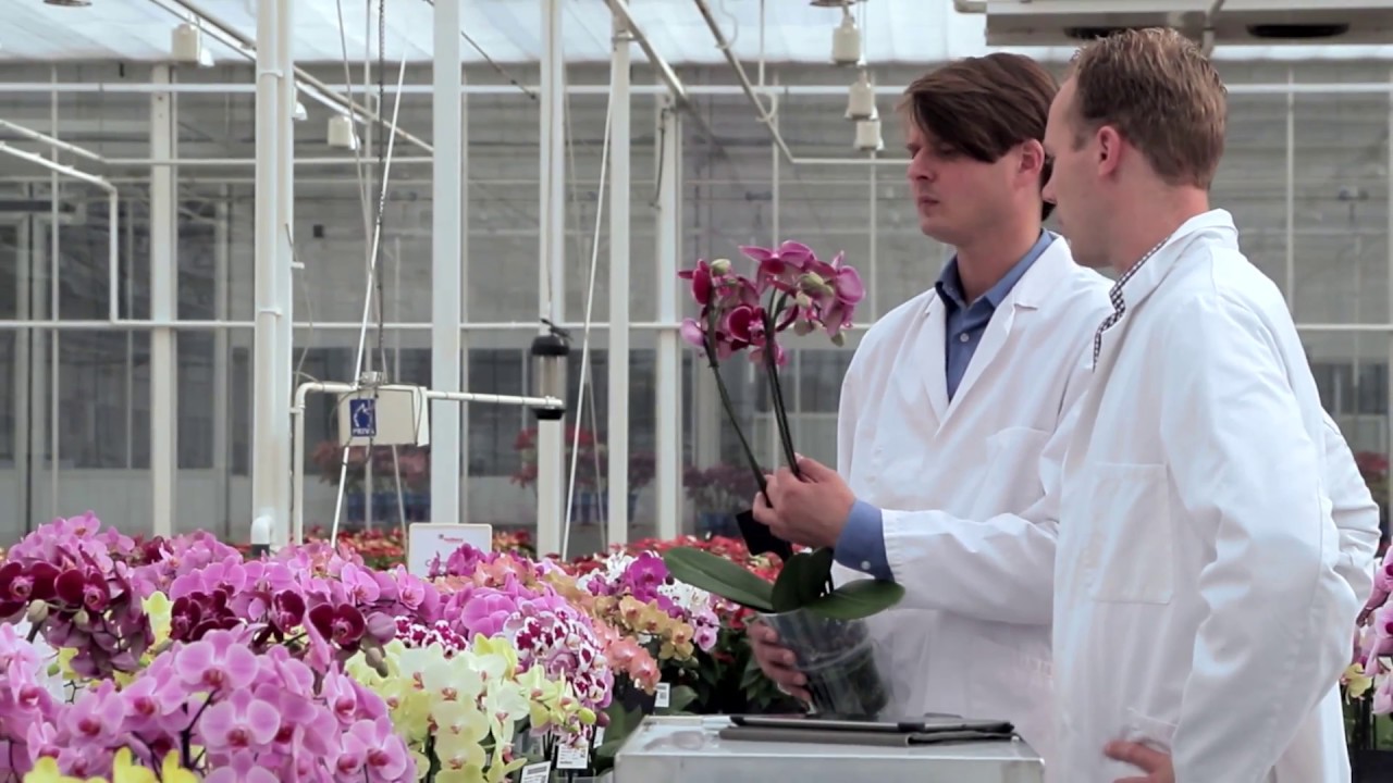 Anthura productfilm ENG