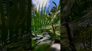 Close Up Video Of Green Leaves