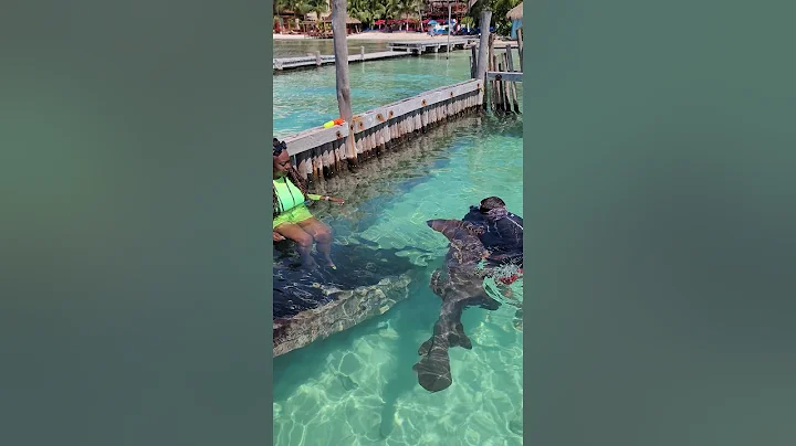 Shark violence