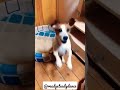 Please stand up, please stand up #dog #funnyanimals #dance #dogdance #puppy #funny #pets