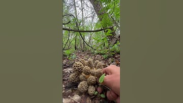 The perfect cluster #morels #morelmushroom #foraging #mushroom #fungi