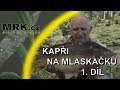 MRK.cz - Lov kaprů na mlaskačku - 1. díl