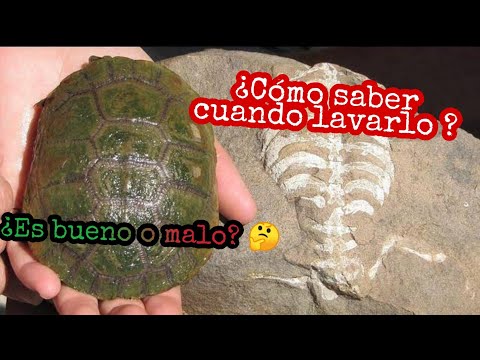 ¿Cómo saber si debemos lavar o no el caparazón de mis tortugas? 🐢❤️ hqdefault