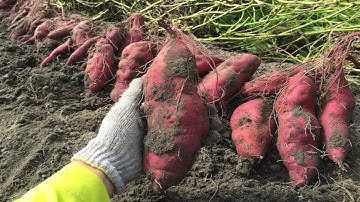 3 mẹo hay trị ngay rụng tóc tại nhà hiệu quả 100 người thì 99 người không biết