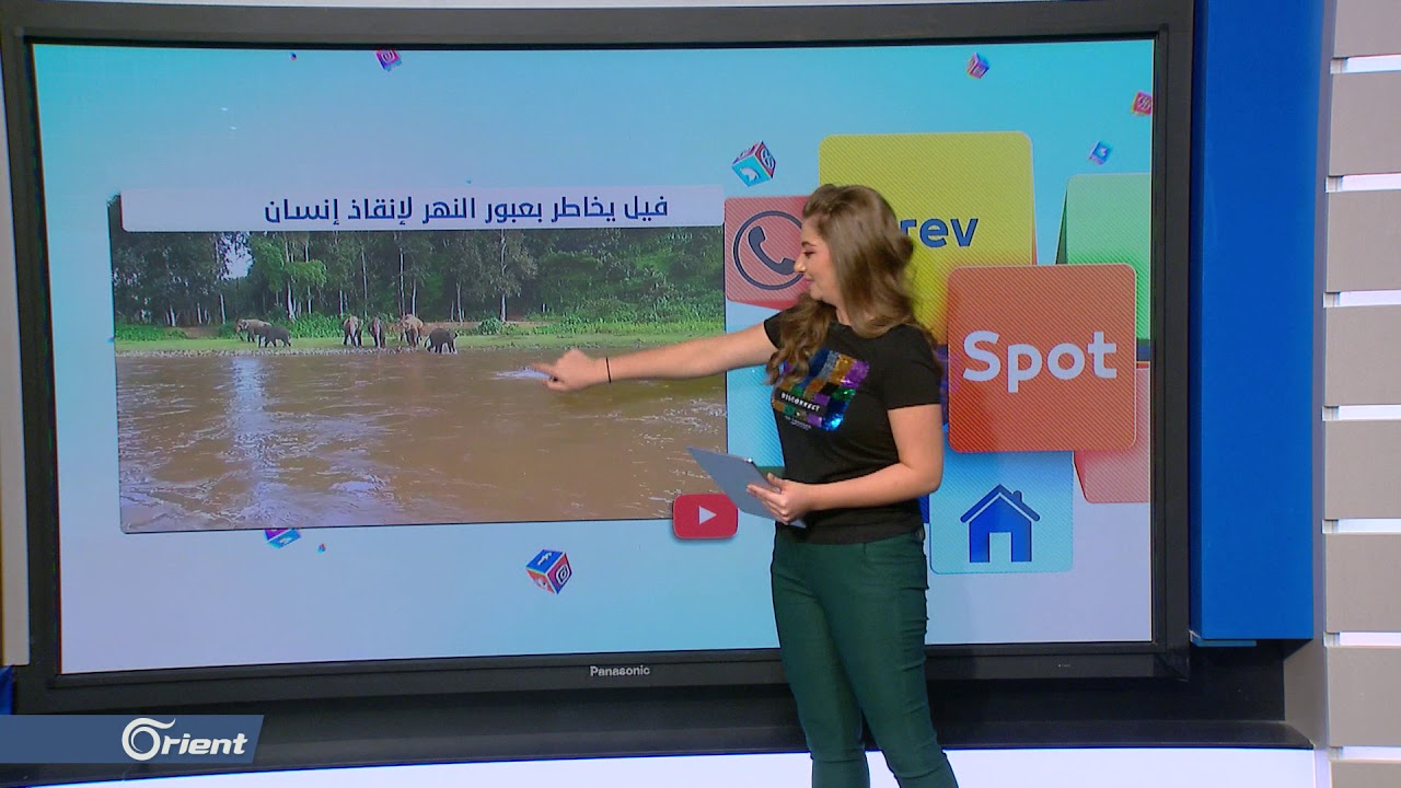 محكمة الجنايات الدولية فيل ينقذ إنسانا من الغرق بموقف نبيل وحميمي