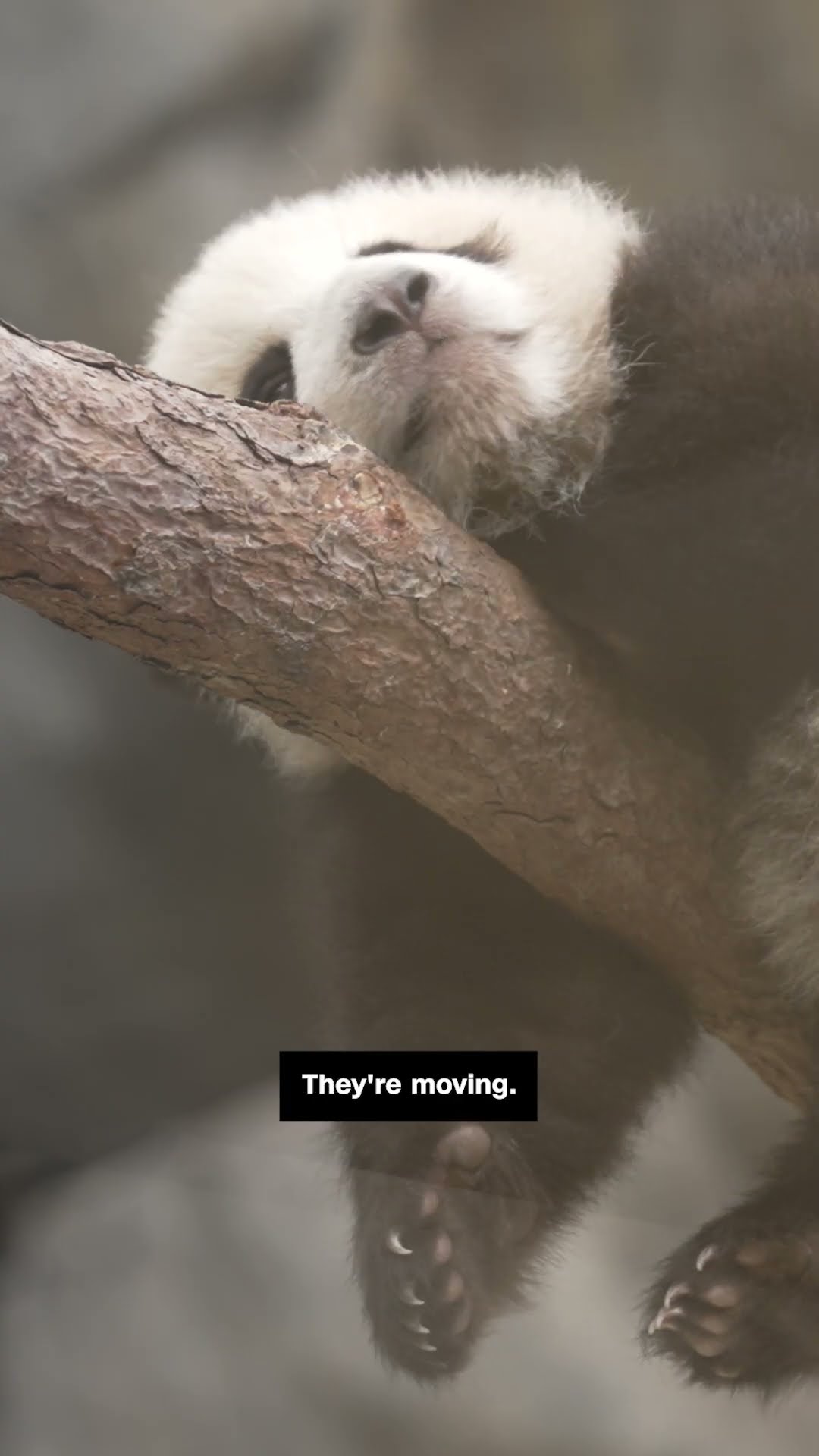 CNN gets sneak peek of twin panda cubs in Hong Kong