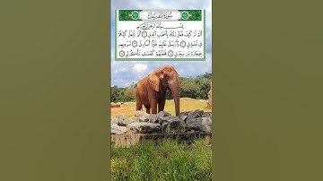 سورة الفيل القارئ حسن الواجدي#القران_الكريم#قران_كريم#تلاوة_خاشعة#motivation#islam#quran_karim