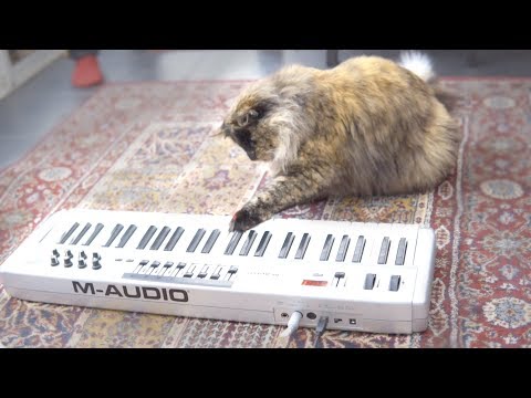 Thumbnail for Cat playing piano because lasers.