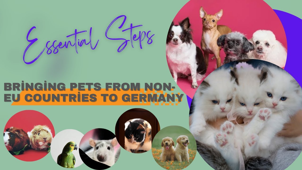Essential steps for safely bringing pets from non EU countries to # ...