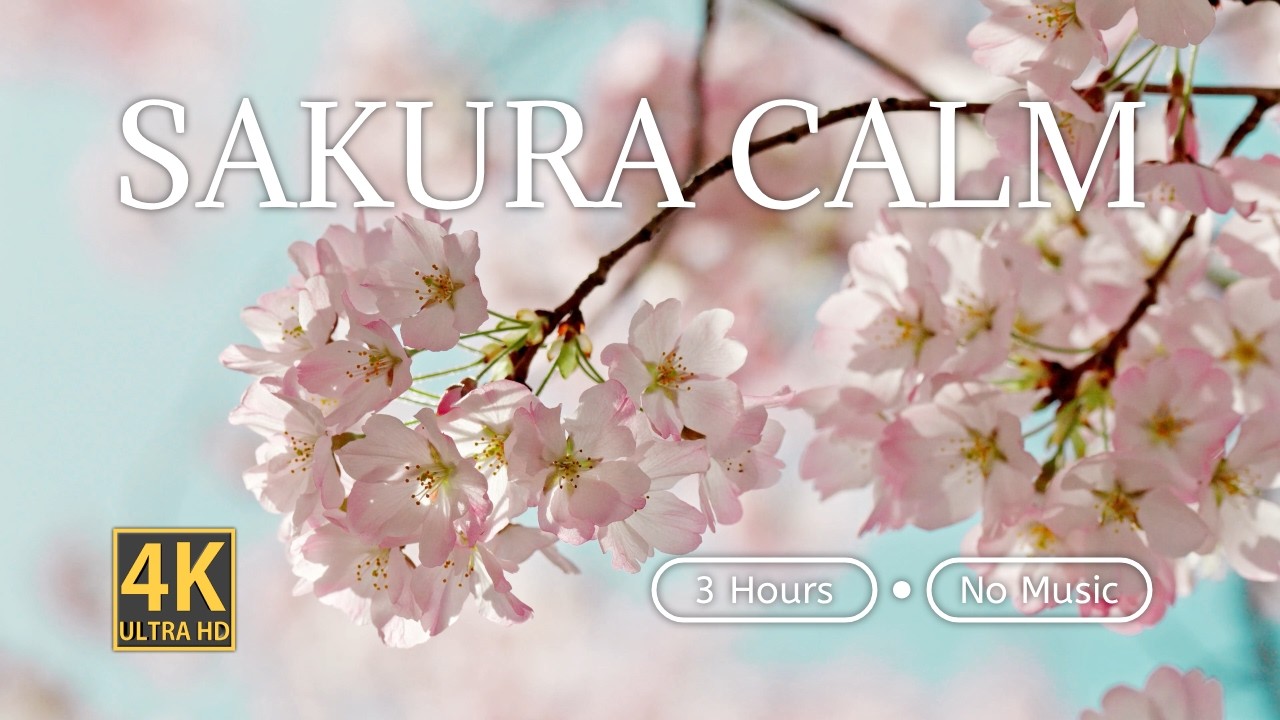 Cherry Blossom Harmony: 6 Hours of Japanese Garden White Noise (No
