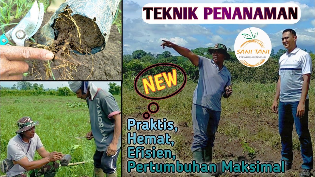 CARA MENANAM JERUK MANIS SEPERTI INI LEBIH PRAKTIS, HEMAT BIAYA, EFISIEN DAN PERTUMBUHAN MAKSIMAL