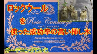 風で折れたルシファー挿し木 Youtube 風で折れたルシファー挿し木 Youtube