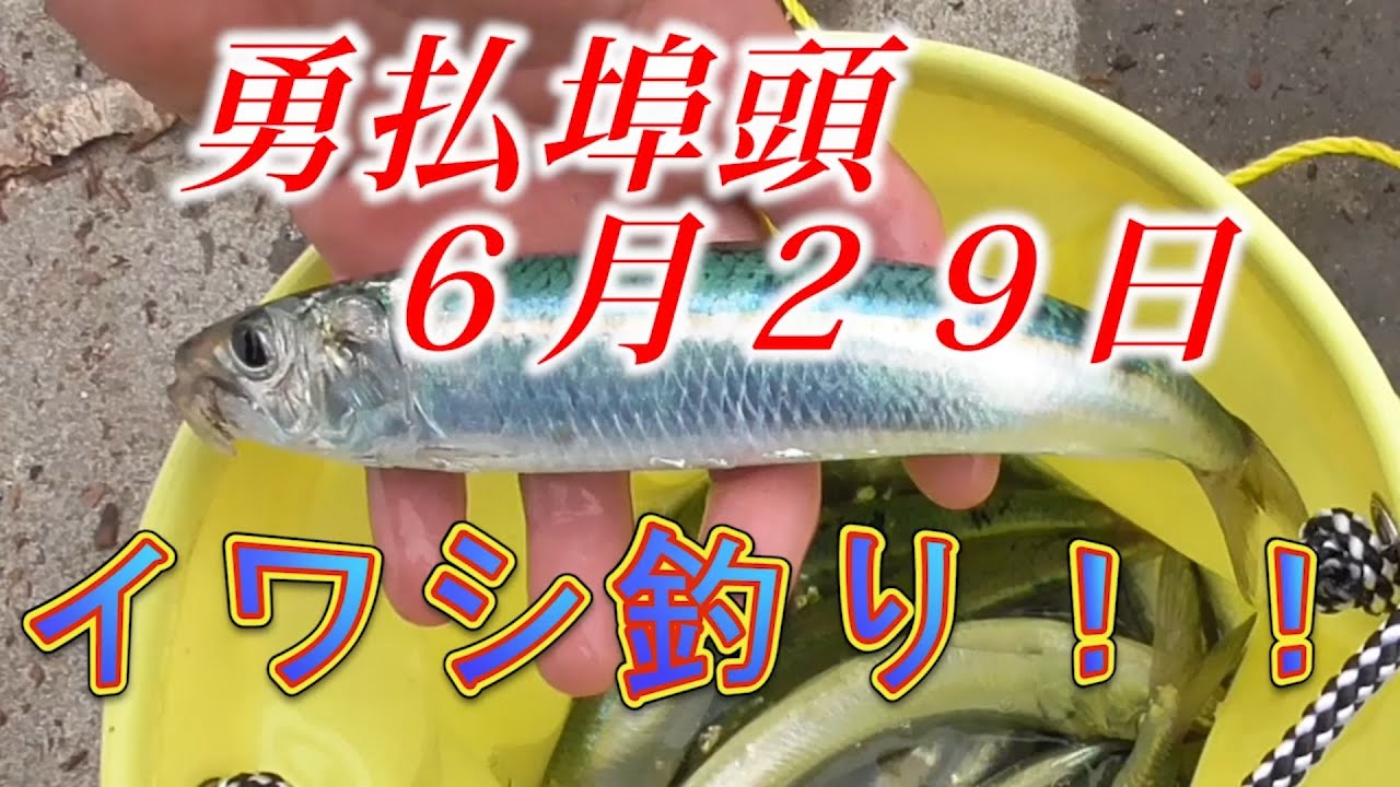 サビキ釣り ６月２９日勇払埠頭でイワシ釣り Youtube