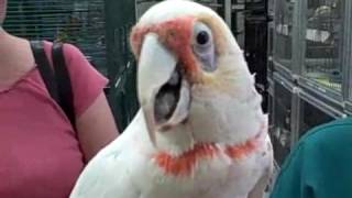 Slender billed Cockatoo  Mature, at Parrot Spots
