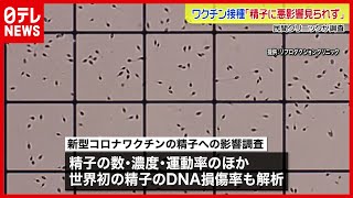 【研究】ワクチン接種「精子に悪影響みられず」